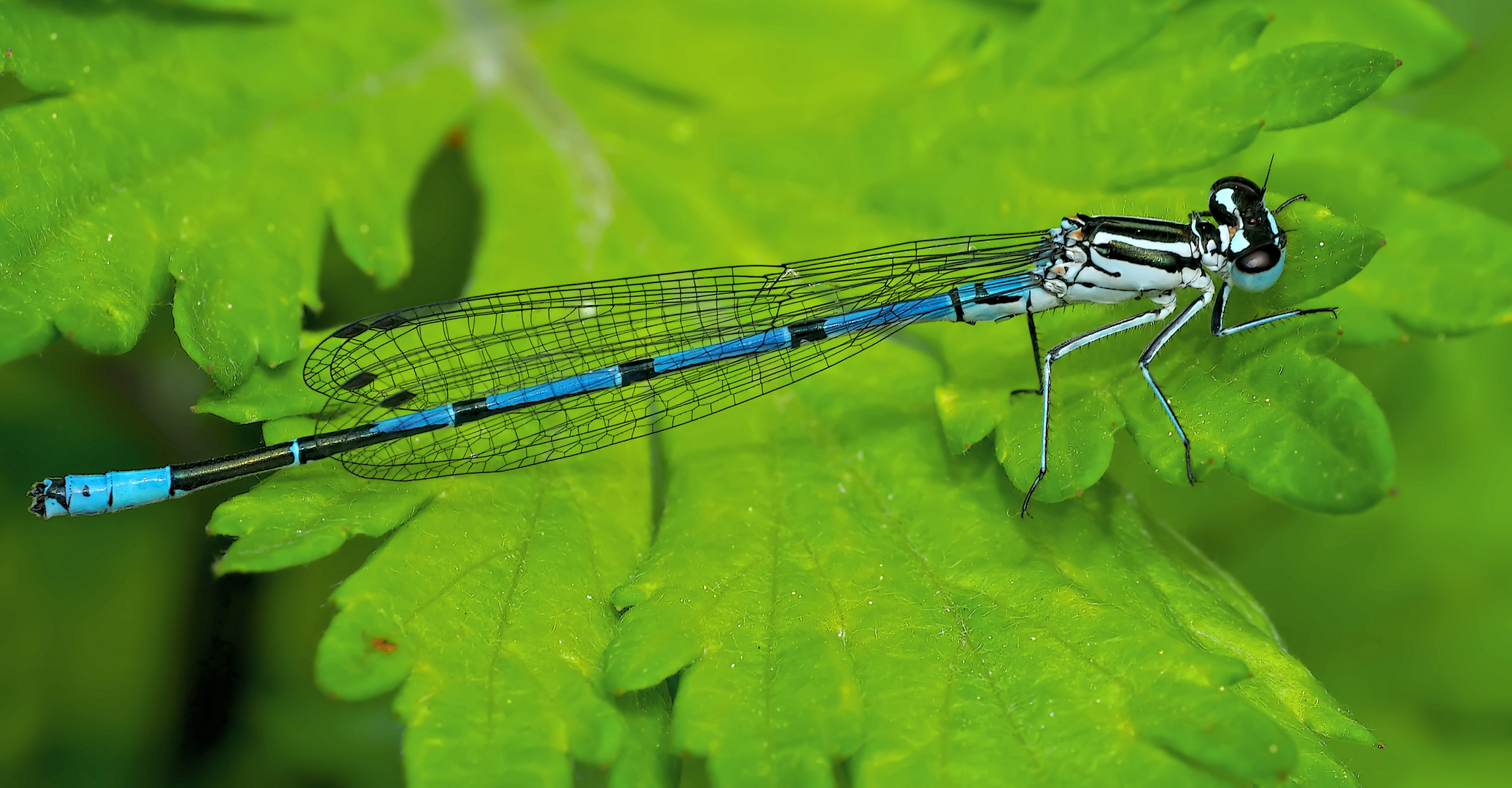 Hufeisen-Azurjungfer (Coenagrion puella) - L’Agrion jouvencelle.