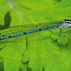 Hufeisen-Azurjungfer (Coenagrion puella) - L’Agrion jouvencelle.