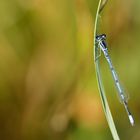 Hufeisen-Azurjungfer (Coenagrion puella) m