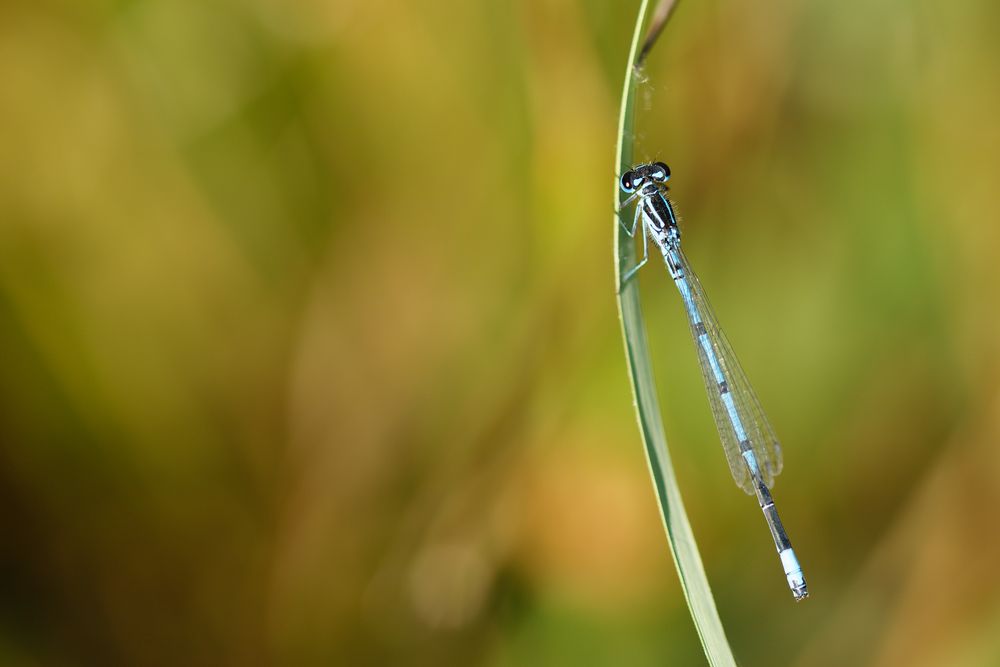 Hufeisen-Azurjungfer (Coenagrion puella) m