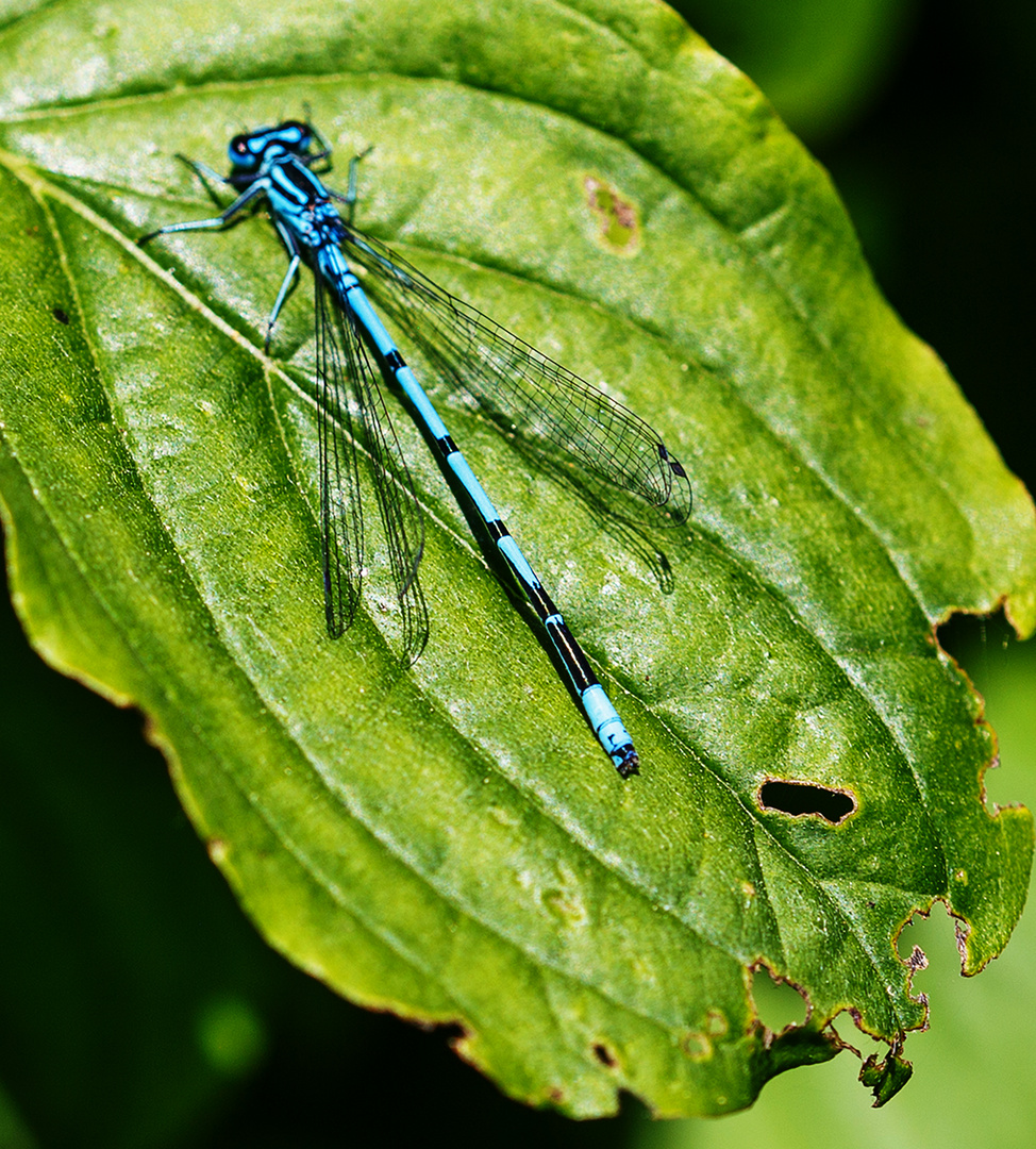 Hufeisen-Azurjungfer (Coenagrion puella) Männchen