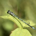 Hufeisen-Azurjungfer (Coenagrion puella) männchen