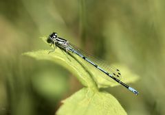 Hufeisen-Azurjungfer (Coenagrion puella) männchen