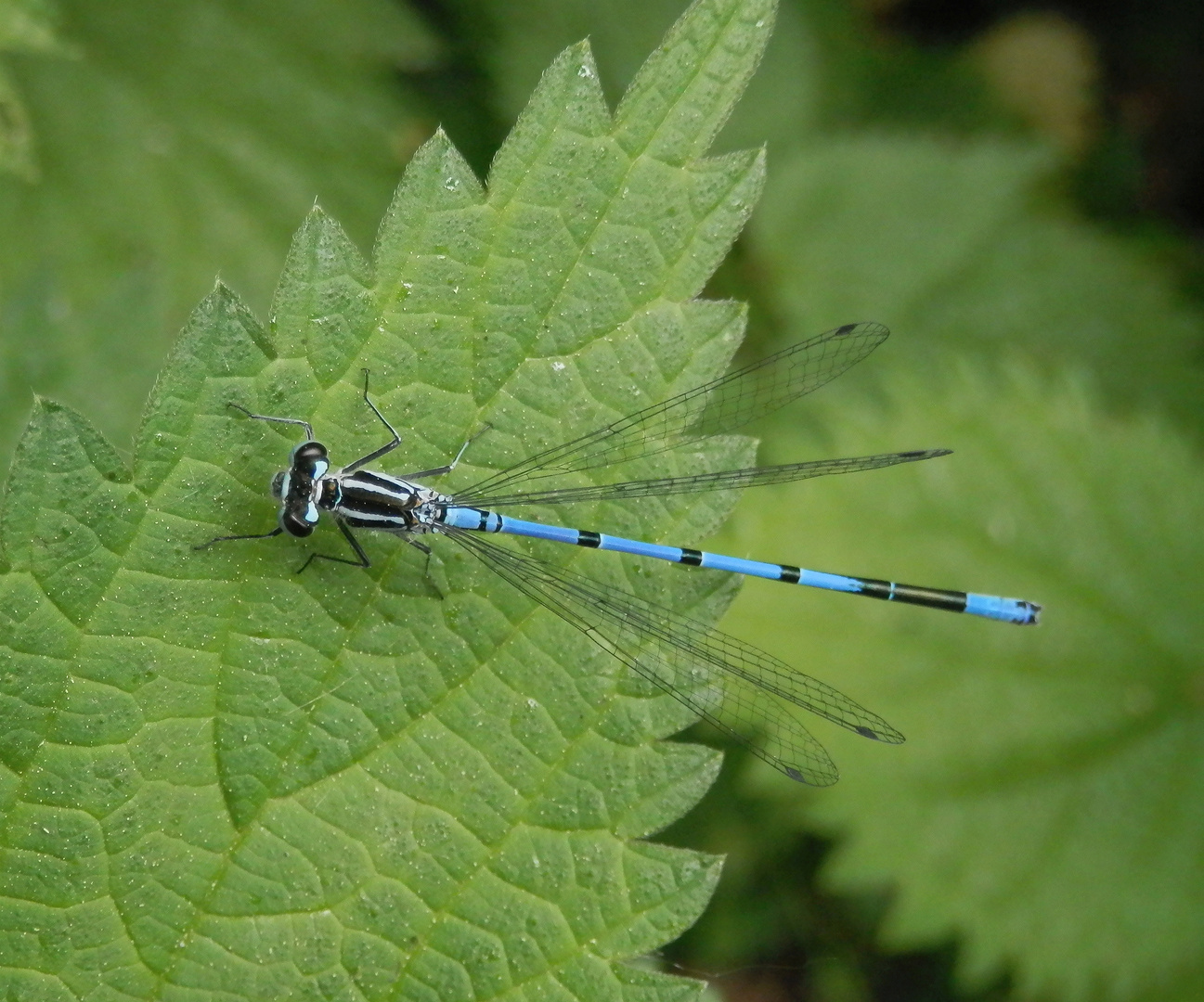 Hufeisen-Azurjungfer (Coenagrion puella) - Männchen