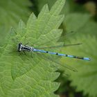 Hufeisen-Azurjungfer (Coenagrion puella) - Männchen