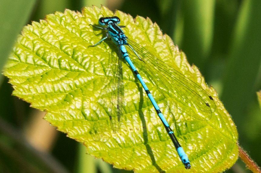 Hufeisen-Azurjungfer (Coenagrion puella), Männchen