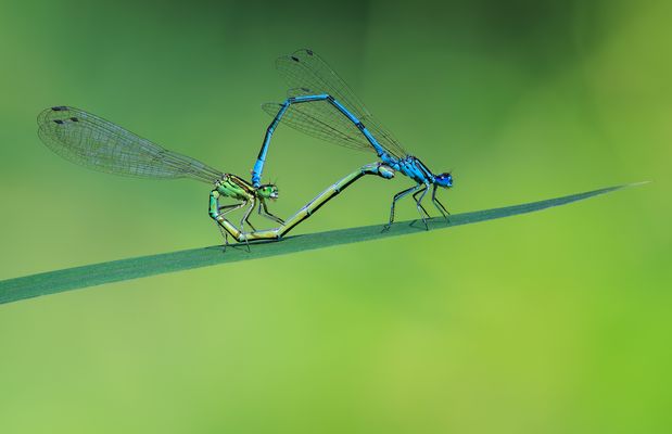 Hufeisen-Azurjungfer (Coenagrion puella) Paarungsherz