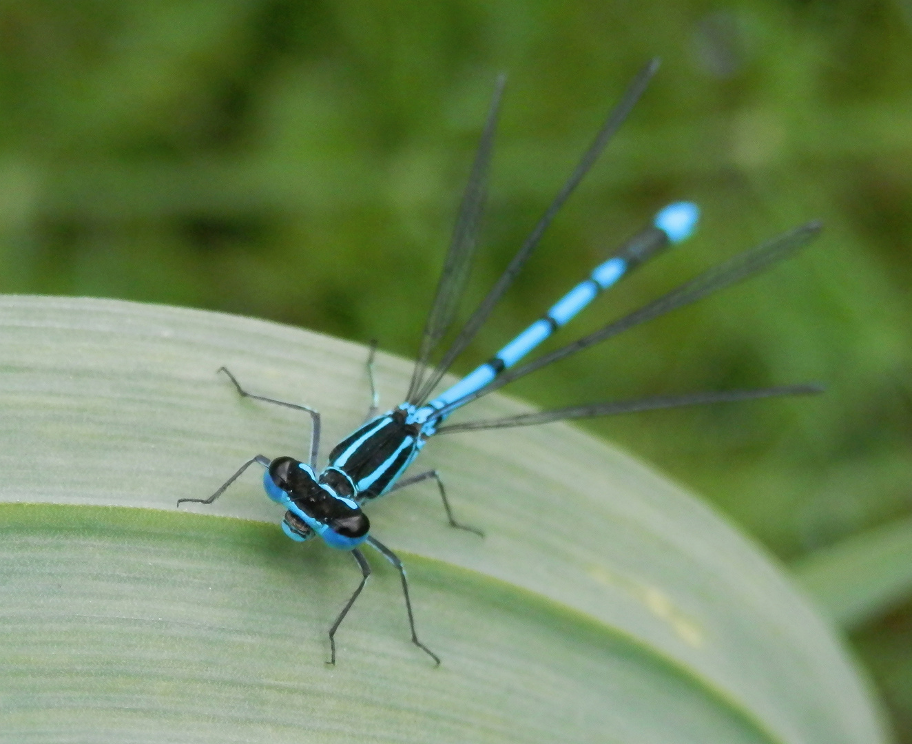 Hufeisen-Azurjungfer (Coenagrion puella) - Schau mir in die Augen, Kleines !