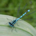 Hufeisen-Azurjungfer (Coenagrion puella) - Schau mir in die Augen, Kleines !