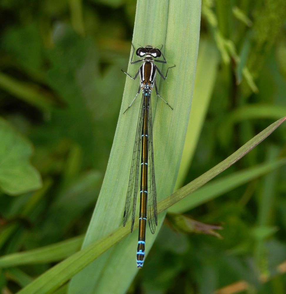 Hufeisen-Azurjungfer (Coenagrion puella) - Weibchen