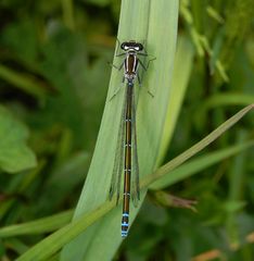 Hufeisen-Azurjungfer (Coenagrion puella) - Weibchen