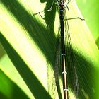 Hufeisen-Azurjungfer (Coenagrion puella) Weibchen