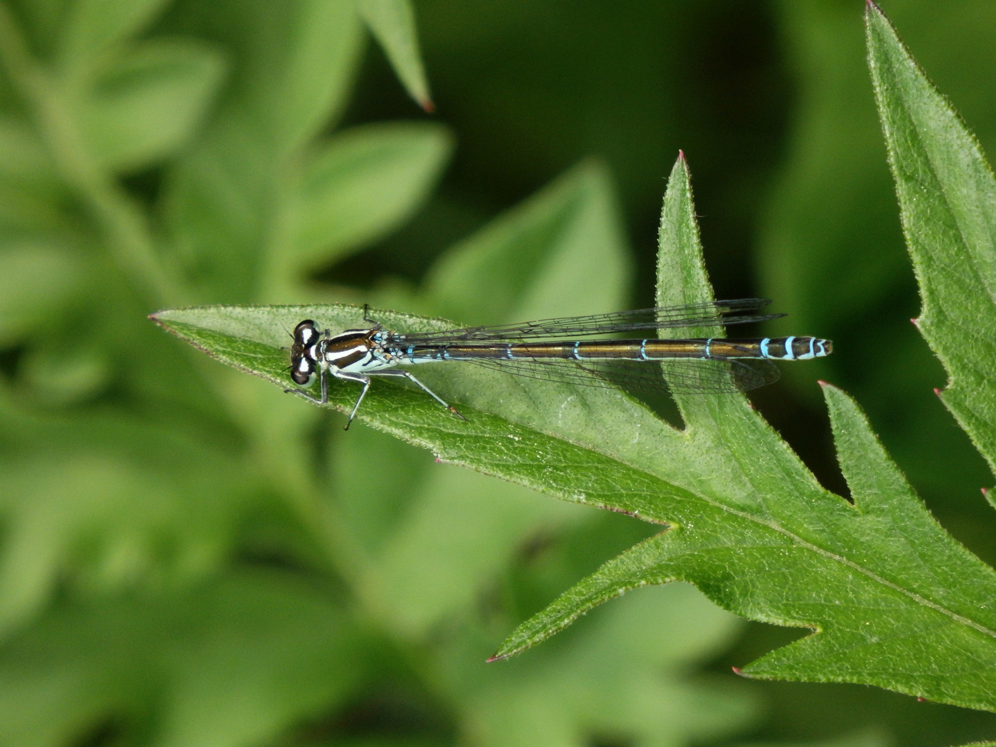 Hufeisen-Azurjungfer (Coenagrion puella) - Weibchen