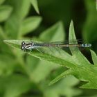 Hufeisen-Azurjungfer (Coenagrion puella) - Weibchen