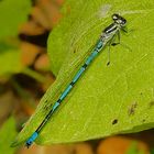 Hufeisen-Azurjungfer (Coenagrion puella)2