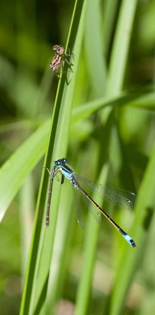 Hufeisen-Azurjungfer frisst den Schwanz einer anderen Libelle