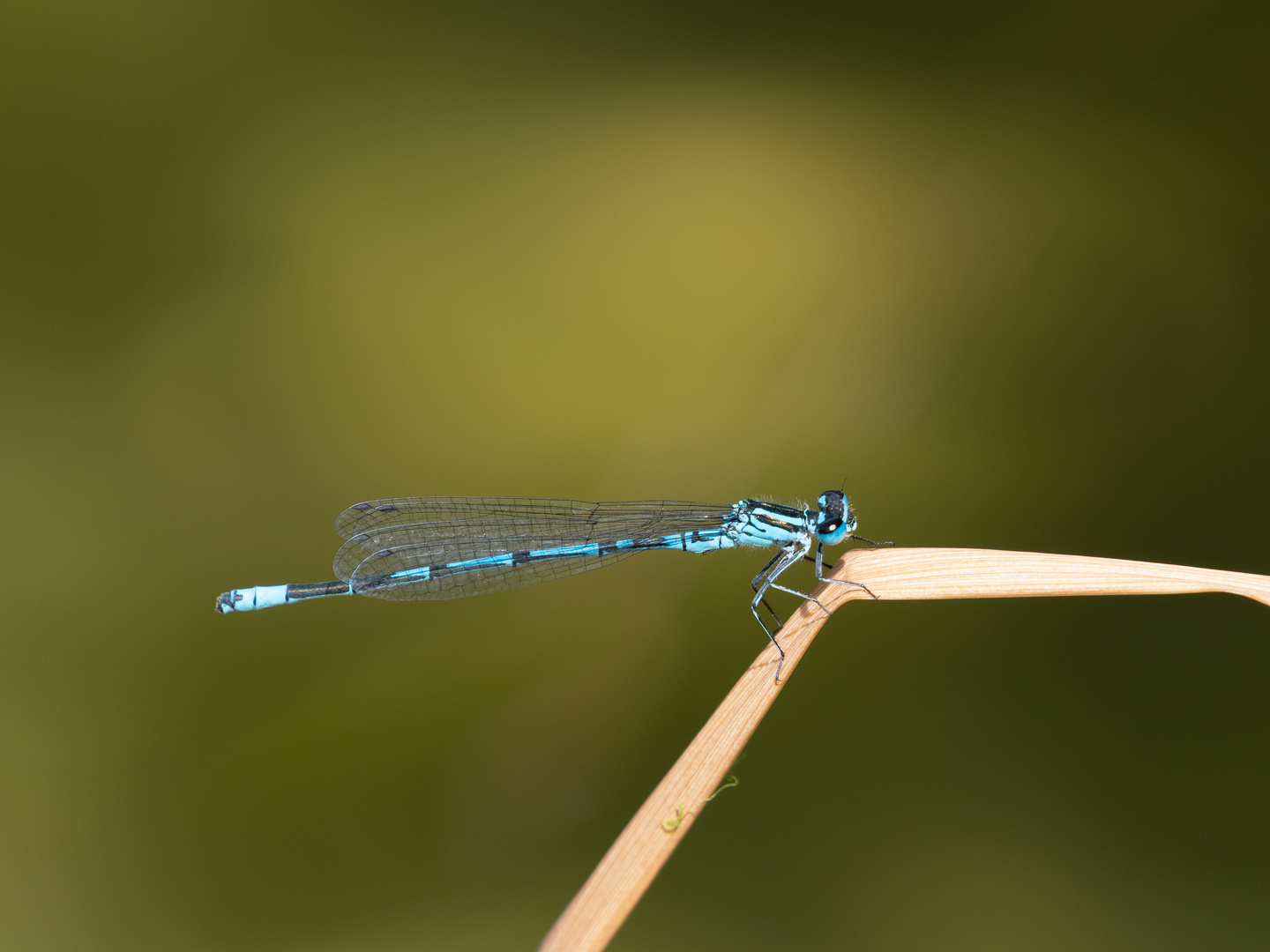 Hufeisen-Azurjungfer Libelle