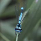 Hufeisen-Azurjungfer Männchen