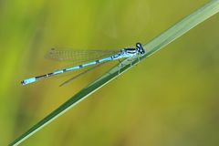 Hufeisen-Azurjungfer Männchen