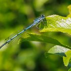 Hufeisen-Azurjungfer, männlich (Coenagrion puella)