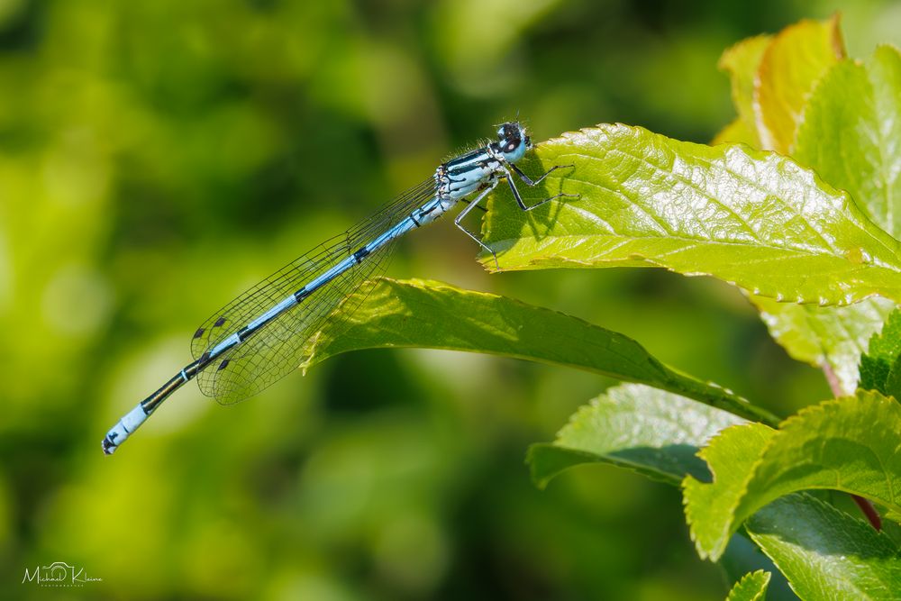 Hufeisen-Azurjungfer, männlich (Coenagrion puella)