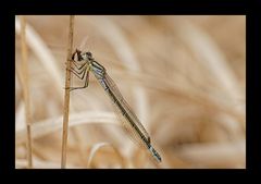 Hufeisen-Azurjungfer mit Eintagsfliege