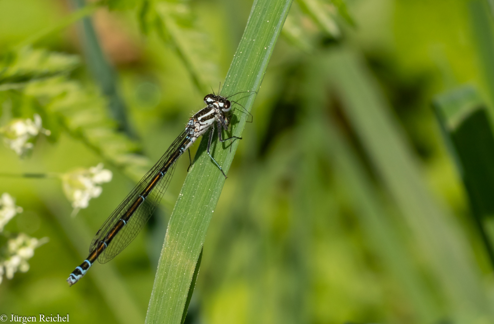 Hufeisen-Azurjungfer w. (Coenagrion puella) 