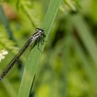 Hufeisen-Azurjungfer w. (Coenagrion puella) 