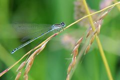 Hufeisen-Azurjungfer Weibchen, seltenere blaue Farbform