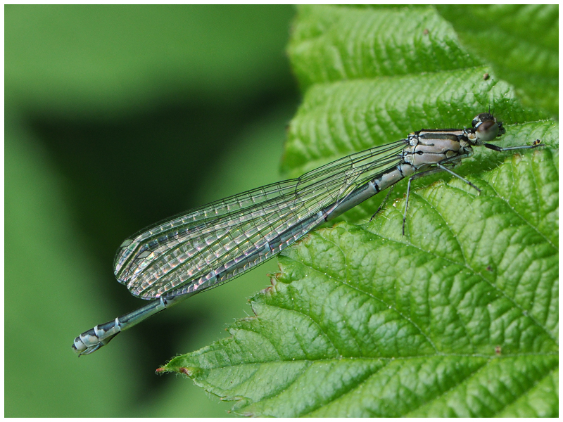 Hufeisen-Azurjungfer - weiblich (Coenagrion puella) ?