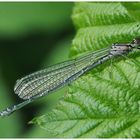 Hufeisen-Azurjungfer - weiblich (Coenagrion puella) ?