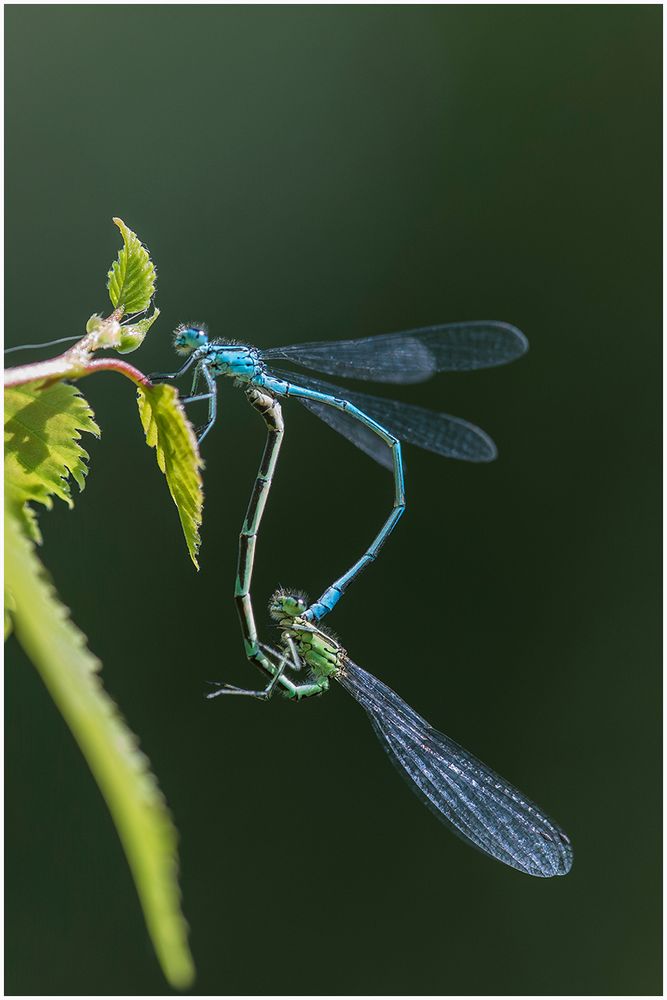 Hufeisen-Azurjungfer(Coenagrion puella),Paarungsrad