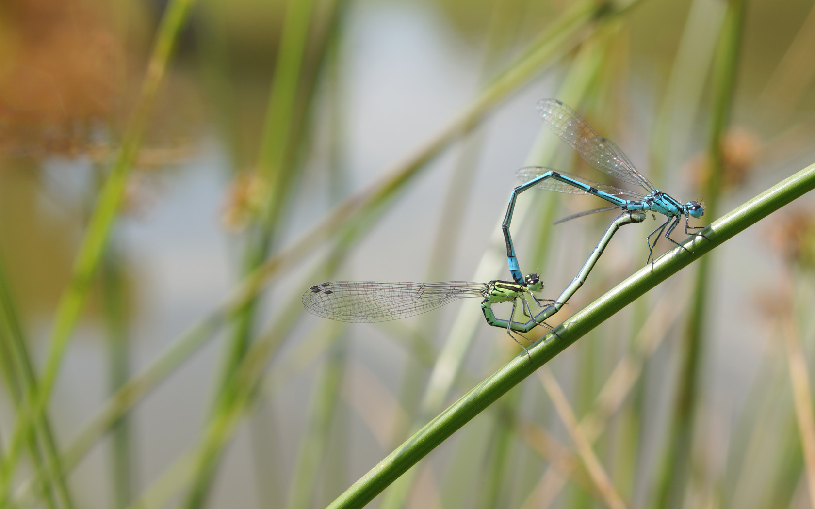 Hufeisen-Azurjungfern bei der Paarung