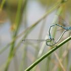 Hufeisen-Azurjungfern bei der Paarung