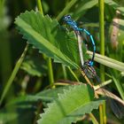 Hufeisen-Azurjungfern bei der Paarung