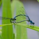 Hufeisen-Azurjungfern bei der Paarung