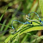 Hufeisen-Azurjungfern [Coenagrion puella] - Paarung