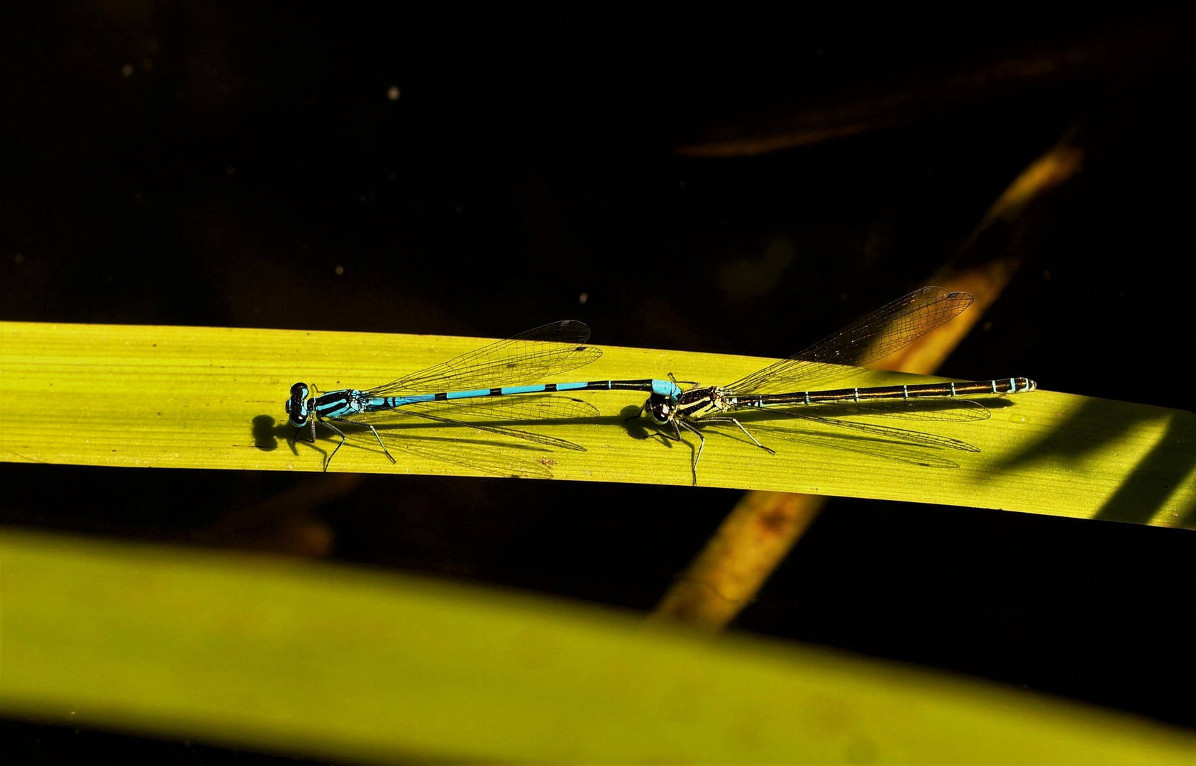 Hufeisen Azurjungfern im Tandem. Foto & Bild teich, natur, landschaft