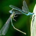 Hufeisen-Azurjungfern-Tandem