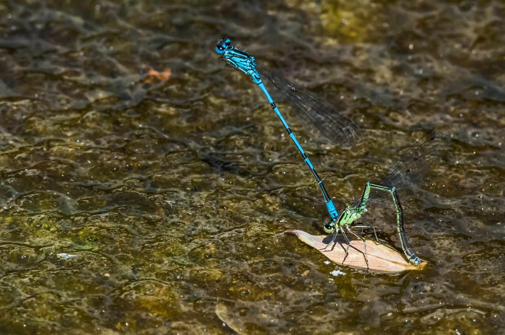 Hufeisen Azurjungfernpaar (Coenagrion puella)