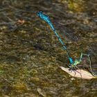 Hufeisen Azurjungfernpaar (Coenagrion puella)