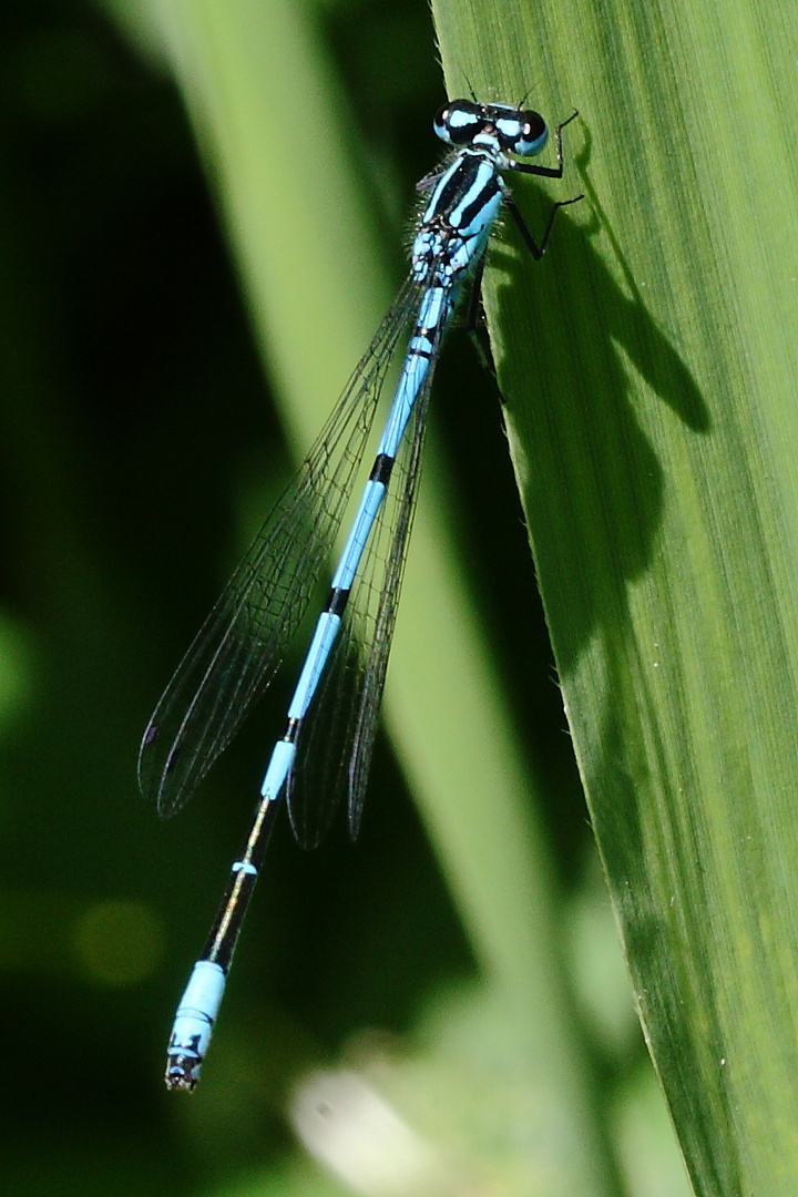 Hufeisenazurjungfer (Coenagrion puella)