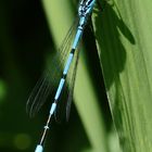 Hufeisenazurjungfer (Coenagrion puella)