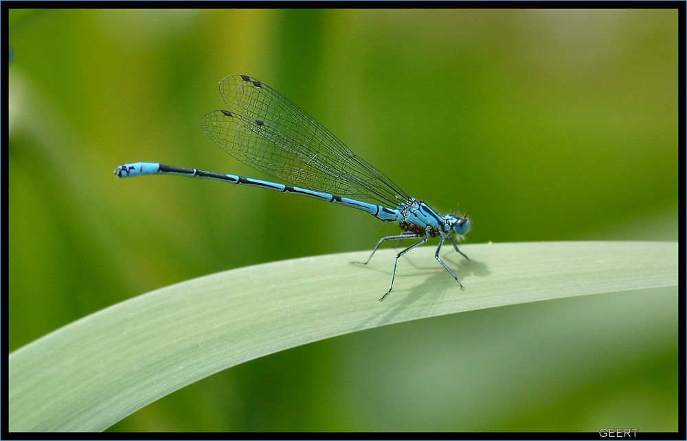 Hufeisenazurjungfer (Coenagrion puella)