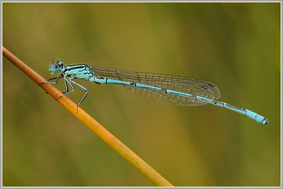 Hufeisenazurjungfer (Coenagrion puella)