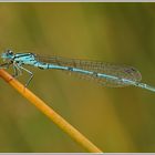 Hufeisenazurjungfer (Coenagrion puella)