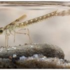 Hufeisenazurjungfer (Coenagrion puella) Larve