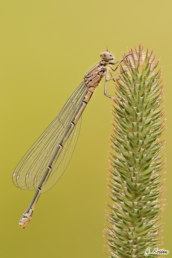 Hufeisenazurjungfer Weibchen