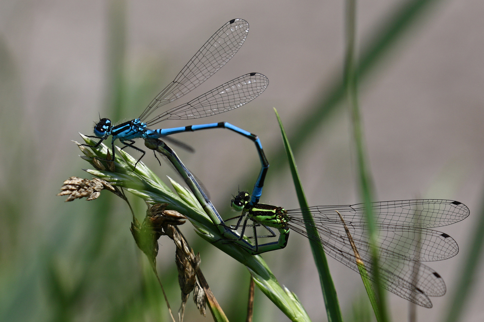 Hufeisenazurjungfern im Paarungsrad