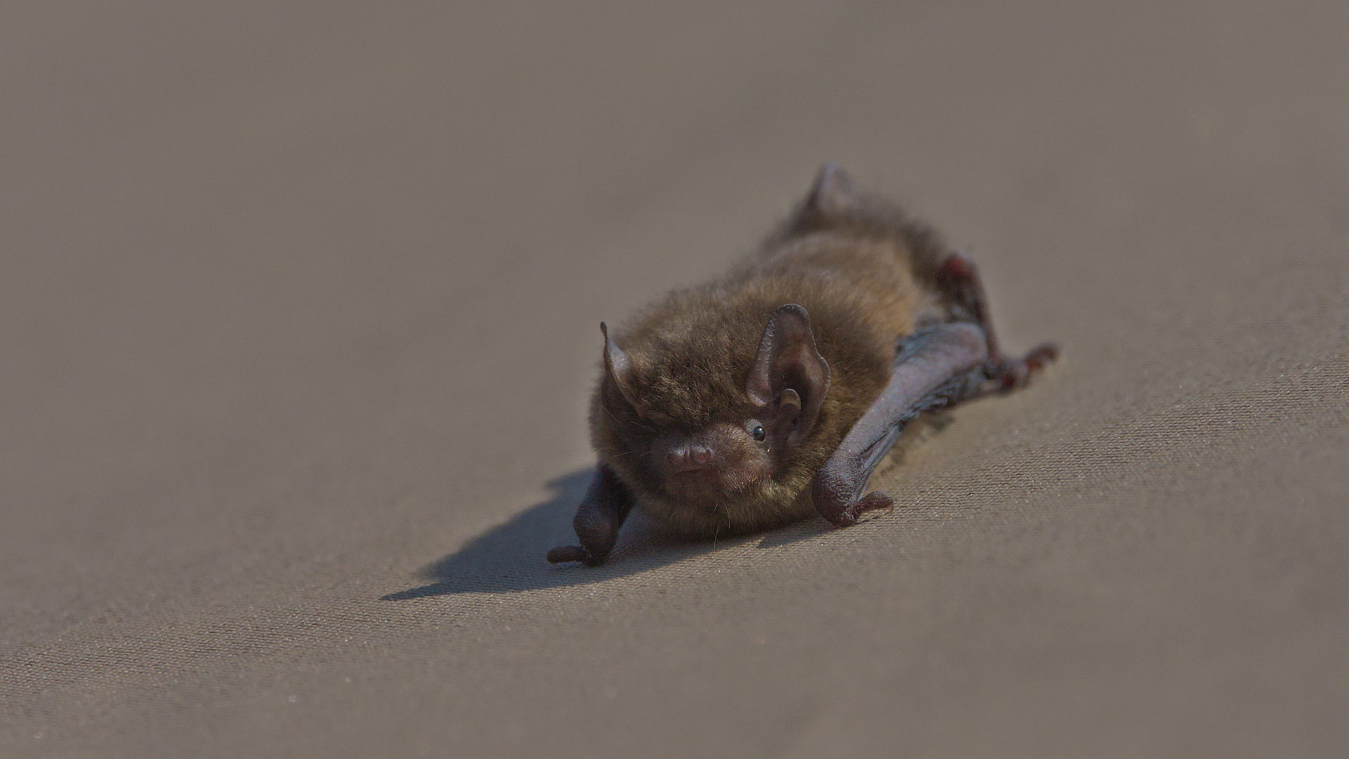 Hufeisenfledermaus.